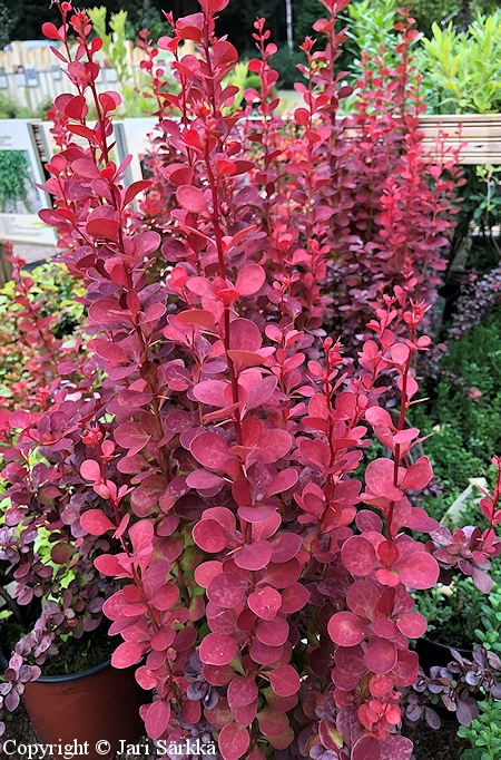 Berberis thunbergii 'Orange Rocket', japaninhappomarja